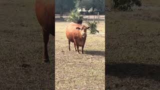 Sofie does not like birds at all #farming #farmlife #cow #shorts