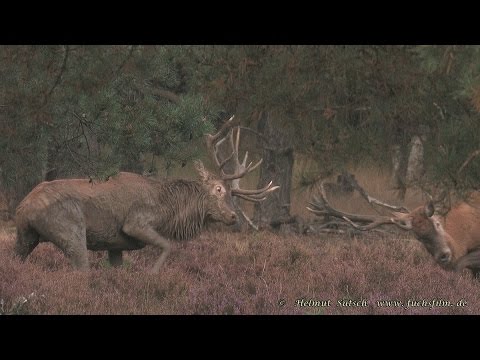 2016 09 26 Fight of harts - Brunft der Rothirsche