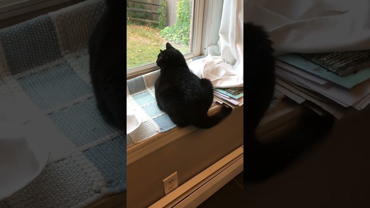 Enlarge Lasagna Willow Grove area (FCID# 05/16/23 - 135) C, a Adoptable Domestic Short Hair in Willow Grove, PA video 5/5