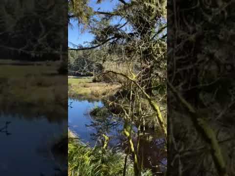 The trail around Coffenbury Lake.