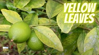 Yellow Leaves on CITRUS: easy cure UNLOCKS nutrients!