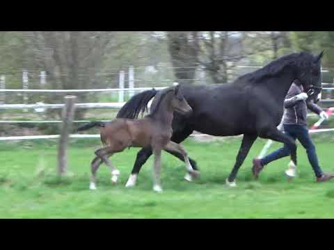 Dynamic Dream x Sezuan x De Niro St,Pr./Elite HF