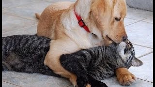 Сешные животные Приколы на дороге Смешные падения! СМЕШНЫЕ НЕУДАЧИ! Новые приколы!