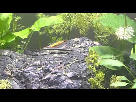 Black beard algae is sooo easy to get rid of!