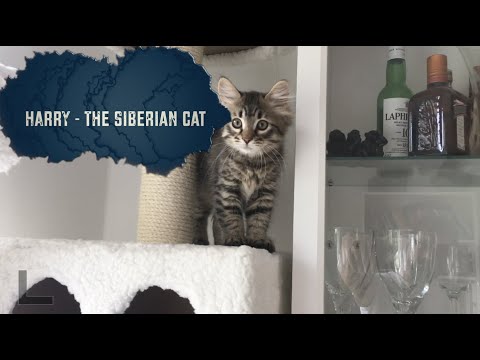 Harry The SIBERIAN CAT, KITTEN