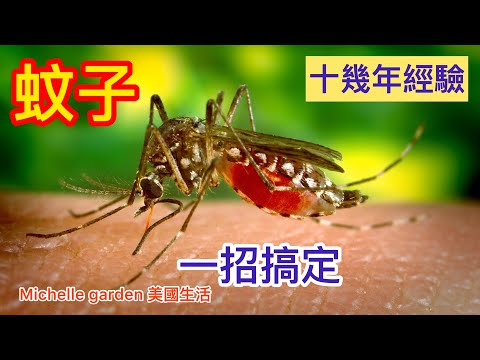 蚊子水