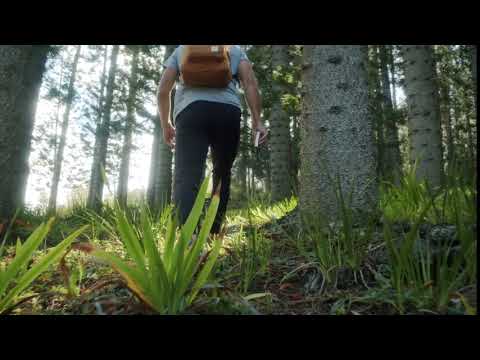 Man Hiking In the Woods - Free Cinematic Slowmotion B-Roll