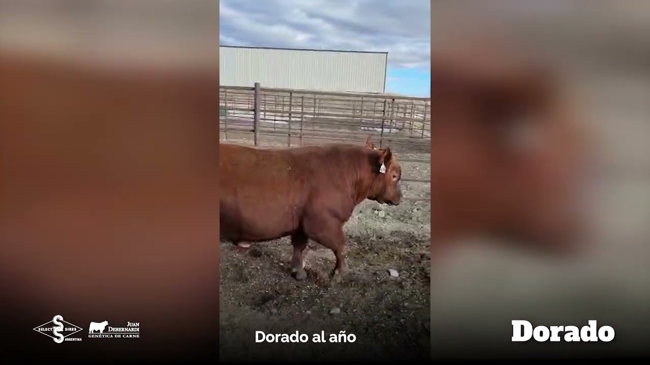 Dorado - Angus Colorado