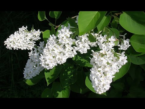 BALASSI BÁLINT VERSE: CRISTINÁM