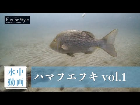 ハマフエフキ vol.1