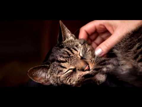 download lagu mp3 mp4 Chat Qui Ronronne, download lagu Chat Qui Ronronne gratis, unduh video klip Chat Qui Ronronne