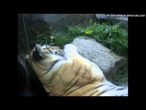 Hangover Tiger Song By Lou Leccese