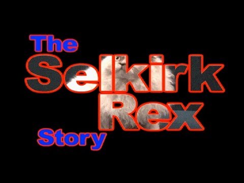 THE SELKIRK REX STORY