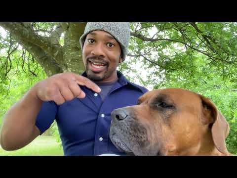 10 Things to NEVER do with a Tosa Inu