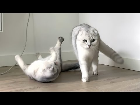 Female Scottish Fold Cat Meowing And Trying To Mate While In Heat