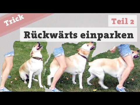 Rückwärts einparken - Teil 2 Hund Tricks beibringen Hundetrick Hundetraining Hundetricks