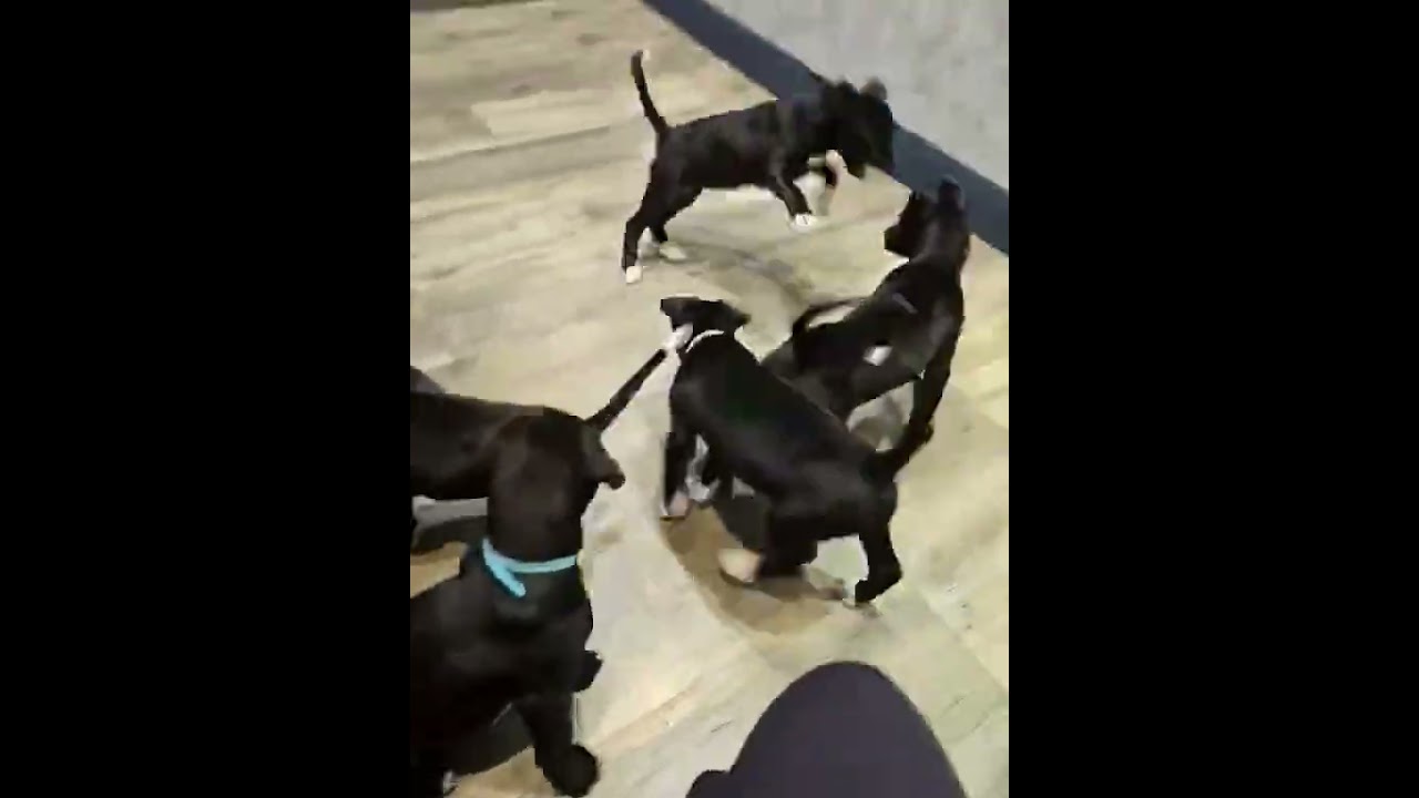 Enlarge Luisa (Encanto Crew), a Adoptable mixed breed in Gillsville, GA video 6/6
