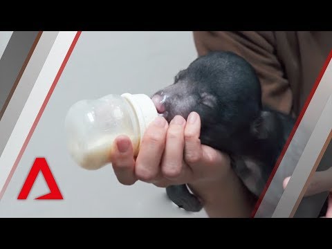 download lagu mp3 mp4 Sloth Bear Endangered, download lagu Sloth Bear Endangered gratis, unduh video klip Sloth Bear Endangered