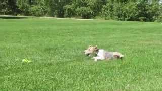 West Paw (Вест Пау) Tizzi Dog Toy - Игрушка Тиззи для лакомств для собак, L (18 см)