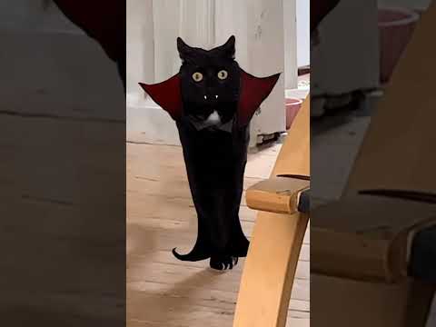 #dracula #shorts #cats #cat #gatinhos #catlover #vampiro #black #gatopreto #gatos #engraçado #gato