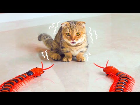 Cats React To Giant Centipedes | Compilation