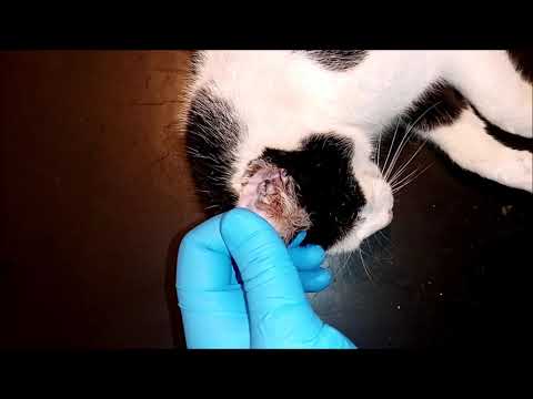 Ear wax in sedated cat