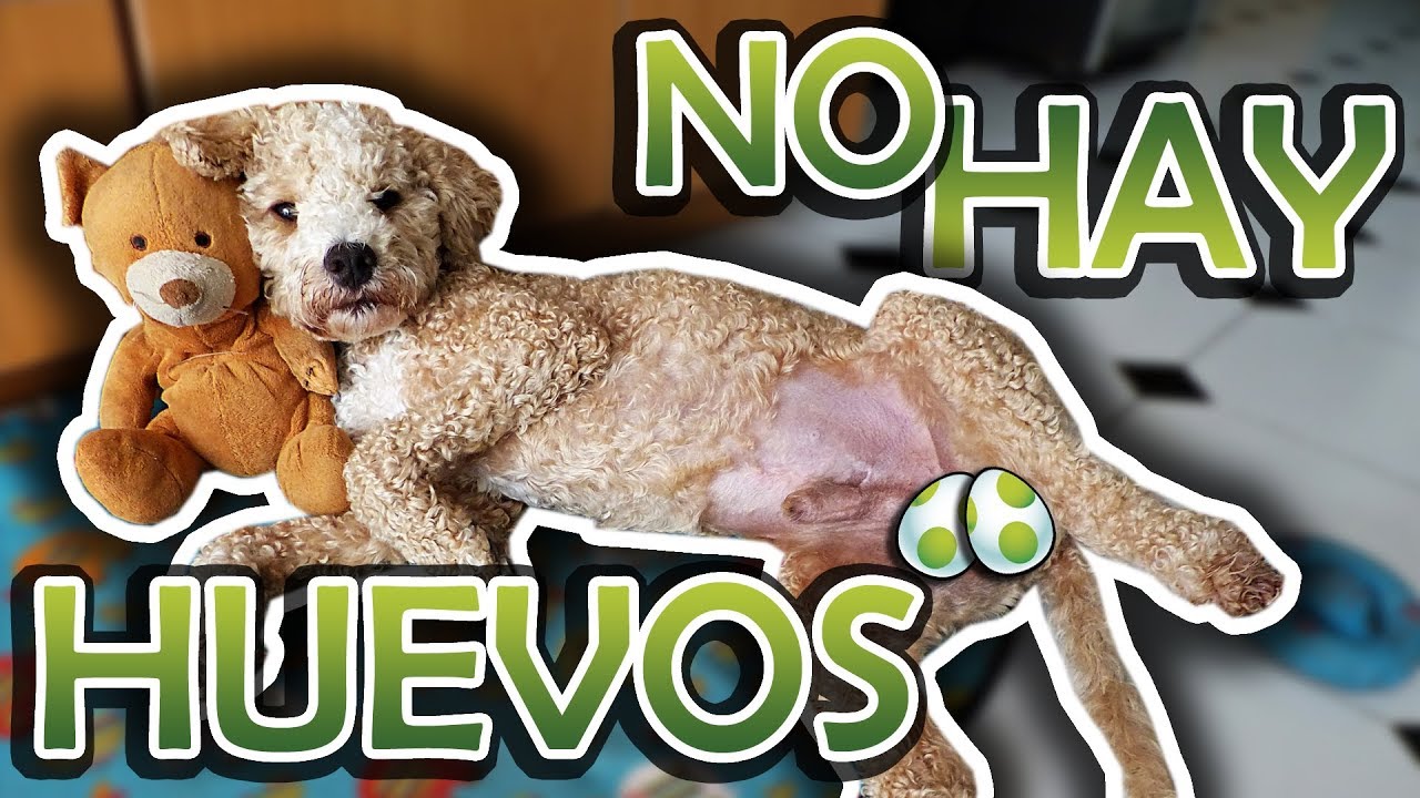 Mi EXPERIENCIA con la CASTRACIÓN de mi PERRO