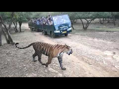 Tiger sighting by canter safari in Ranthambore