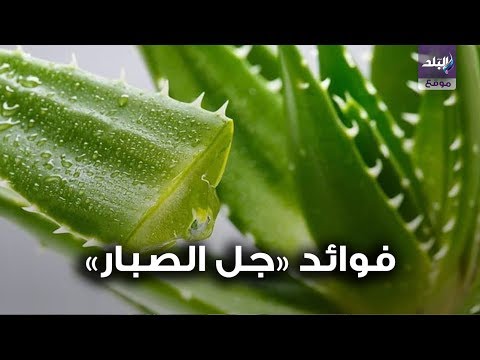 فوائد «جل الصبار» لـ مرضى السكر