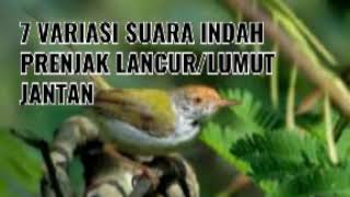 Download lagu 7 VARIASI INDAH KICAU PRENJAK LANCUR/PRENJAK LUMUT mp3