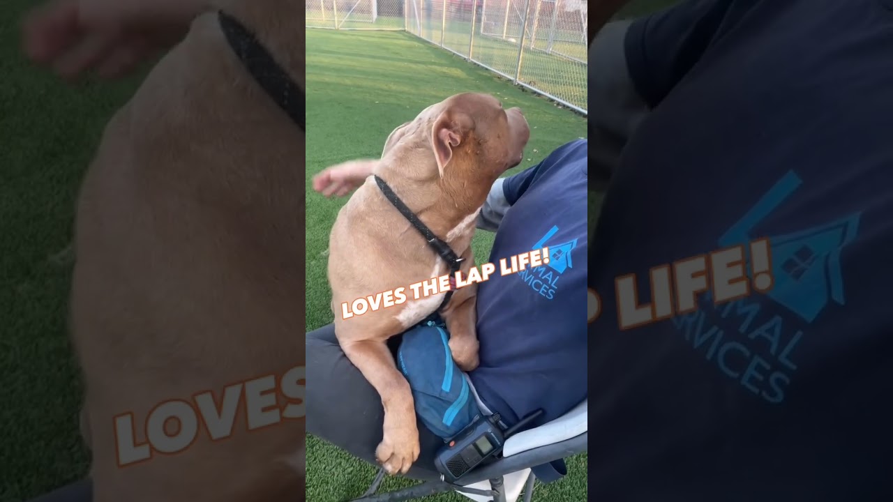 Valerie, a Adoptable Pit Bull Terrier in Inglewood, CA video 6/6