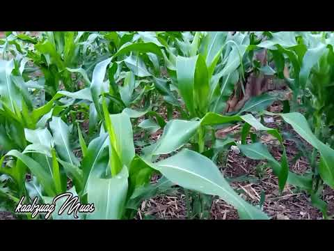 Suab Raj nplaim khua sab nkauj moob Moo pheeb tshuab /2021/6/19