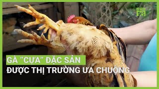 Săn lùng đặc sản gà cựa Lục Đinh, Bắc Giang | VTC16