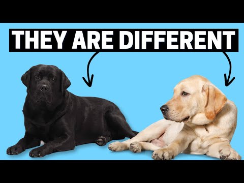 How are Black Labradors Different than Standard Labs?