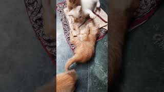 Asian Cats Videos