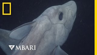 Download lagu Ghost Shark Caught on Camera for the First Time Na... mp3