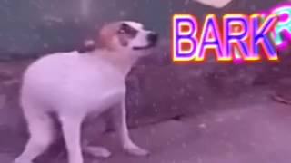 Gabe the dog | Mat Zo Soul Food