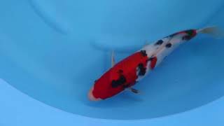 video van Sanke  2404106