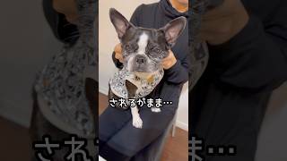 【ボストンテリアナイトルーティン】かわいい❣️が爆発したらこうなります💗 #shorts #ボストンテリア#bostonterrier #オレオ