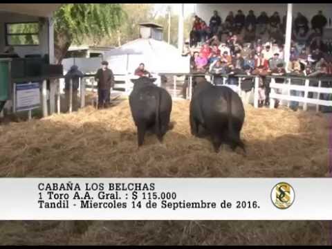 14-09-16 Venta de Toros Angus - Cabaña Los Belchas - Tandil.