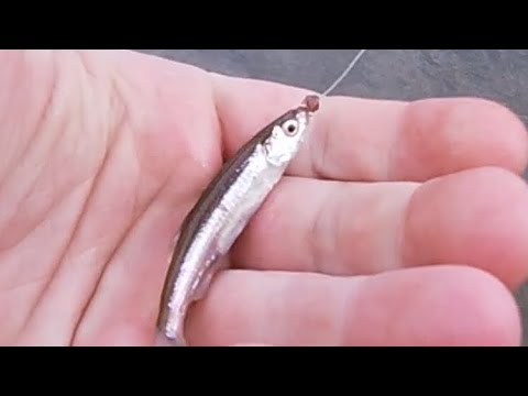 Microfishing Wisconsin