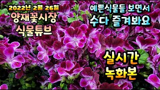 2022년 2월 26일 토요일  예쁜 식물들 보면서 수다즐겨봐요 #양재꽃시장 #식물튜브