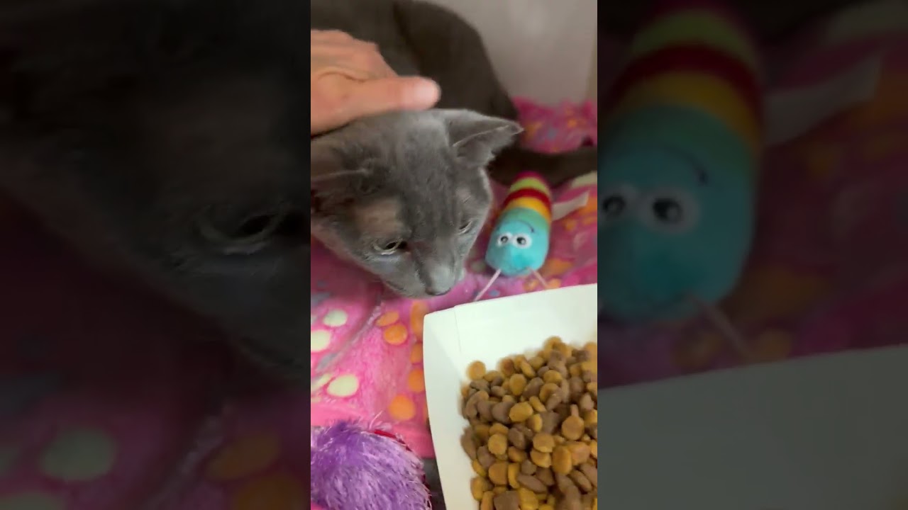 Enlarge Cookie, an adoptable mixed breed in Salem, NH video 1/4