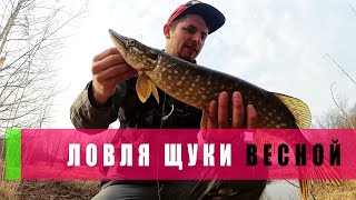 Ловля щуки в витебской области запрет 2020