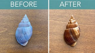 How to safely clean seashells. Burn the shells - not your skin!