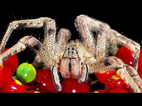 9 Spiders That Will Make You Scream