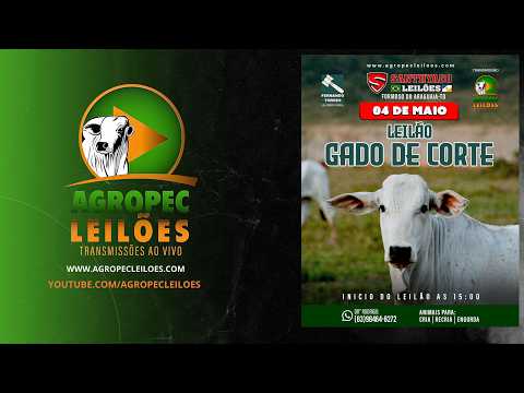 Agropecleiloes LEILÃO GADO DE CORTE | SANTHYAGO LEILÕES |FORMOSO DO ARAGUAIA-TO | 04/05/26