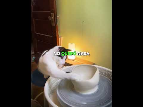 Esta gata está haciendo todo lo posible 🤭 #shorts