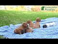 Mini Goldendoodle dogs for sale: Mia  - Video 1