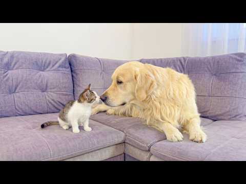 YouTube 썸네일